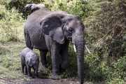 T-ngorogoro-1-6