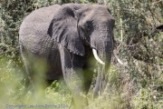 T-ngorogoro-1-7
