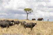 Tarangire-1-buffalo-1-2