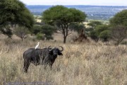 Tarangire-1-buffalo-1