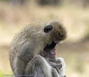 Velvet-Monkey-1