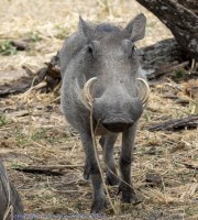 Wart-Hog-1
