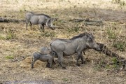 Warthog-1