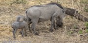 Warthogs-1