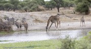 Water-hole-1-2