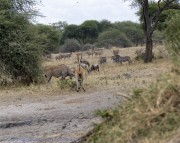 Water-hole-1-3