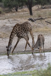 Water-hole-1-4