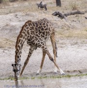 Water-hole-1-5