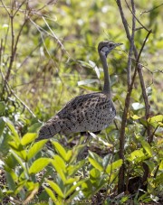 White-bellied-bustard-1