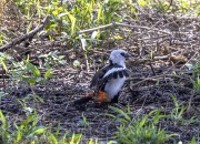 White-headed-buffalo-weaver-1