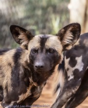Wild-dogs-1-2