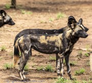 Wild-dogs-1-3