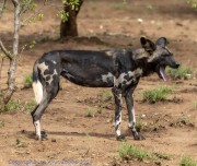 Wild-dogs-1-4