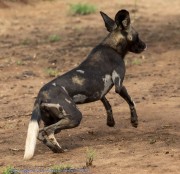 Wild-dogs-1-5