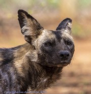 Wild-dogs-1-6