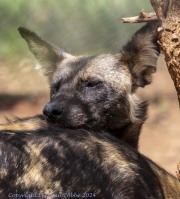 Wild-dogs-1-7