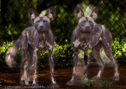 Wild-dogs-1-8