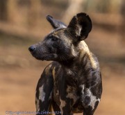 Wild-dogs-1