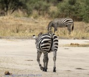 Zebra-1