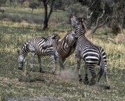 Zebra-kicking-1