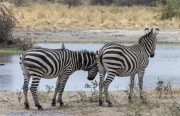 Zebras-1