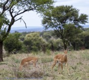 antelope-1-2