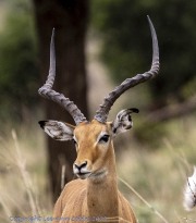 antelope-1-3