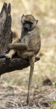 baboon-1-4