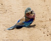 bee-eater-1-2