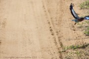 bee-eater-1-3