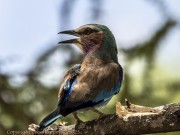 bee-eater-1-4