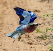 bee-eater-1