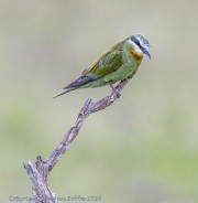 beeeater-1-2