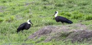 beeeater-1-4