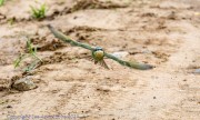 beeeater-1