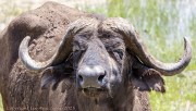 buffalo-1