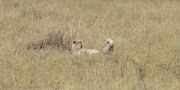 cheetah-1-2