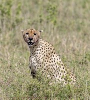 cheetah-1