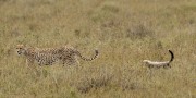 cheetah-and-cub-1-2