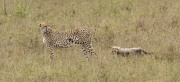 cheetah-and-cub-1-3