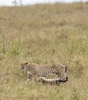 cheetah-and-cub-1-4