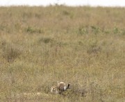 cheetah-and-cub-1-5
