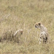cheetah-and-cub-1