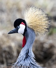 crested-crane-1-2