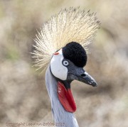 crested-crane-1-3