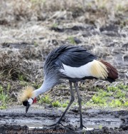crested-crane-1