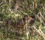 dikdik-1