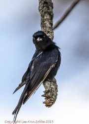 drongo-1-2