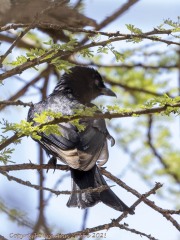 drongo-1
