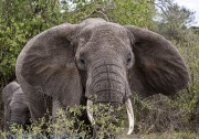 elephant-1-2